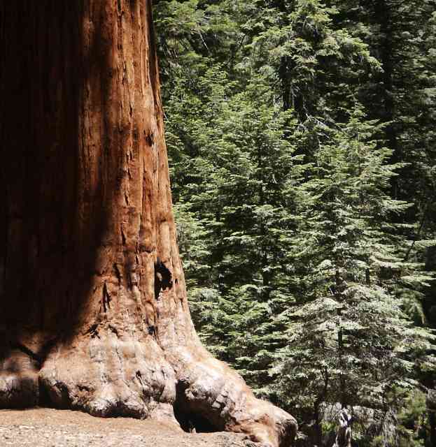 The big trunk of a Sequoia
